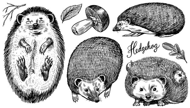 Hedgehog набір. Колючий лісовий тварина. Vector Engraved hand drawing Vintage sketch for label or poster. - Вектор, зображення