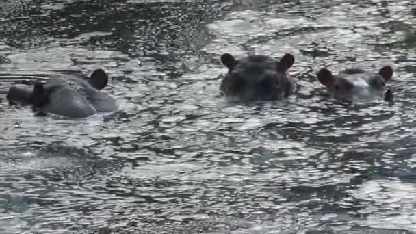 mandria di ippopotami semisommersi in acqua - Filmati, video