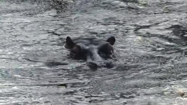 Hipopótamo medio sumergido en agua
 - Metraje, vídeo