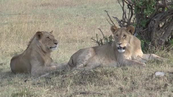 Pair of Lionesses resting under a tree - Footage, Video