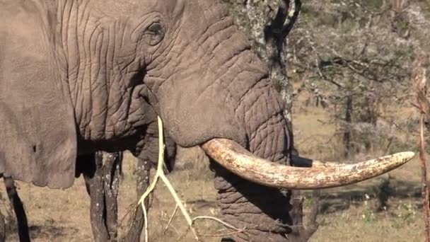 Vecchio elefante africano che mangia foglie da un albero sulla savana - Filmati, video