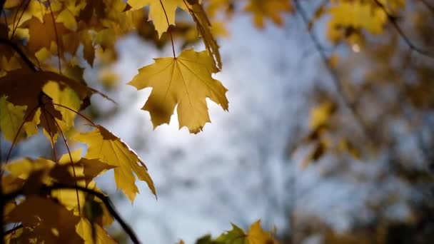 Πορτοκαλί φύλλα σφενδάμου σε φόντο μπλε ουρανού, όμορφη φθινοπωρινή φύση, αντίγραφο χώρου - Πλάνα, βίντεο
