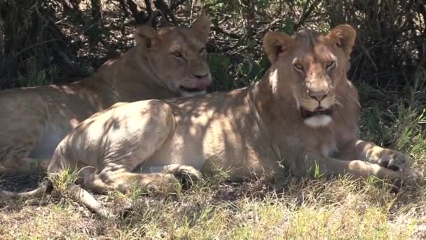 Pair of Lionesses rest under a tree - Footage, Video