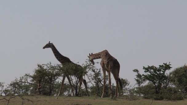 Pareja de jirafas caminando sobre la sabana
 - Metraje, vídeo