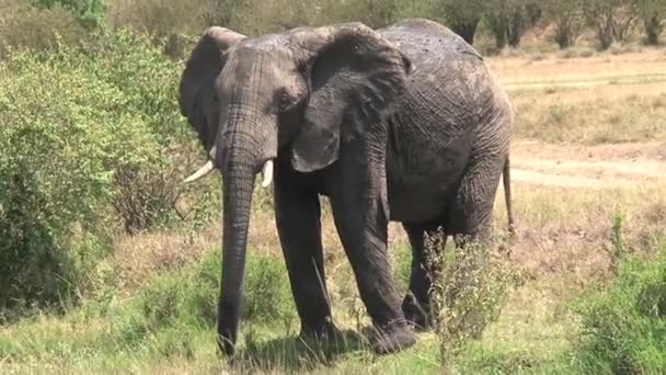 modderige Afrikaanse olifant schampt op de savanne - Video