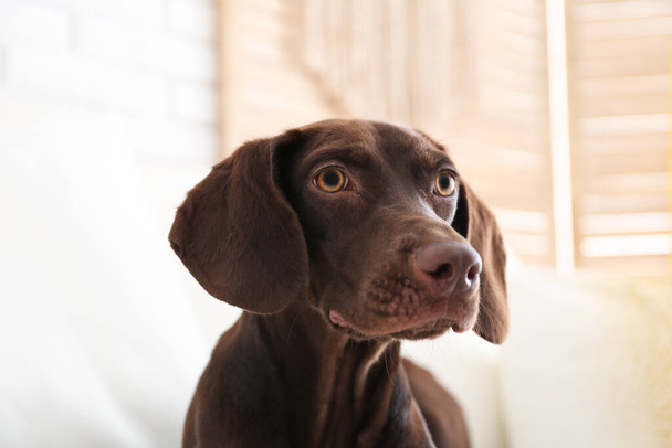 Beautiful brown German Shorthaired Pointer dog at home - Фото, зображення