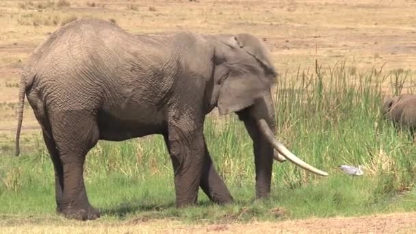 Afrikkalainen norsu juo ja jäähtyy juomapaikassa - Materiaali, video