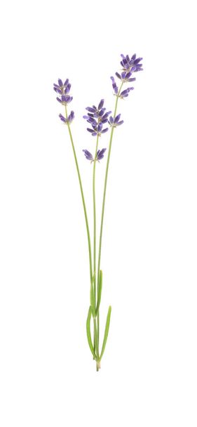 Beautiful fresh lavender flowers isolated on white - Foto, Bild