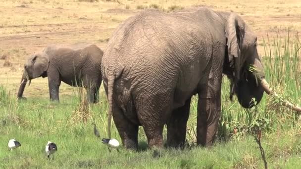 Bir çift Afrika fili bir su birikintisinde içip serinliyor. - Video, Çekim