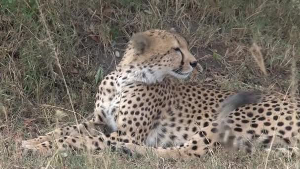Cheetah descansando en la sabana
 - Imágenes, Vídeo