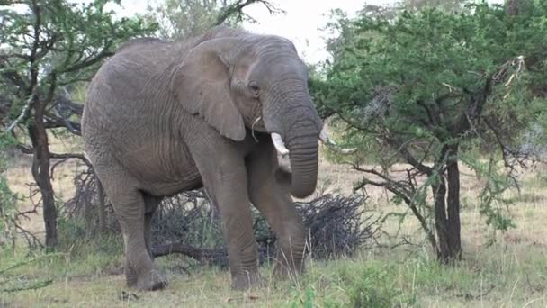 Elefante africano comiendo hojas de una copa de árbol
 - Metraje, vídeo