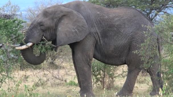 Elefante africano comiendo hojas de una copa de árbol
 - Metraje, vídeo