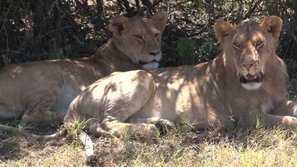 Pareja de leonas descansan bajo un árbol
 - Metraje, vídeo