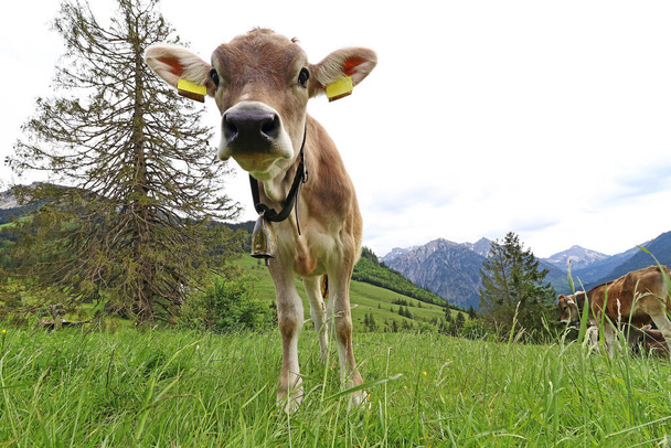 Un ganado joven bastante moreno en las montañas de Baviera - Foto, imagen