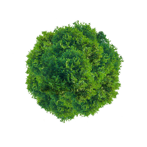 Círculo de folhas verdes isolado em branco - Foto, Imagem
