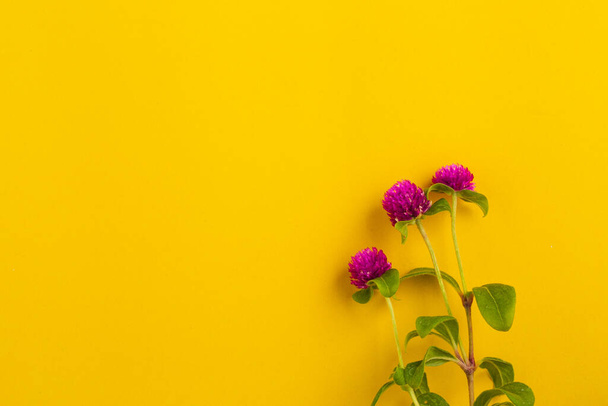 Globe amaranth bloemen mooi op gele achtergrond - Foto, afbeelding