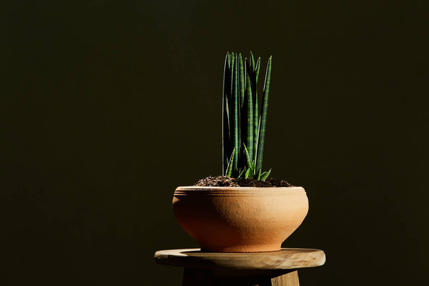 Sansevieria stuckyi in kleipot, plant op pot - Foto, afbeelding