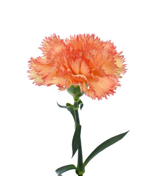 beautiful carnation flower isolated on white background - Photo, Image