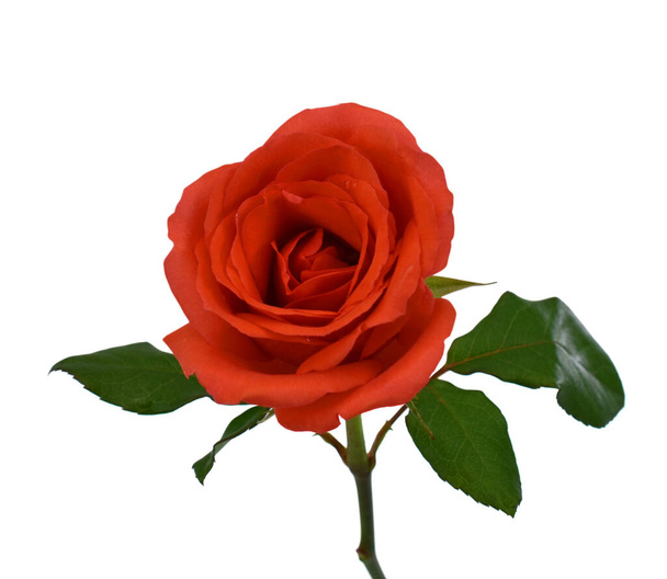 Hermosa flor de rosa aislada sobre fondo blanco - Foto, imagen