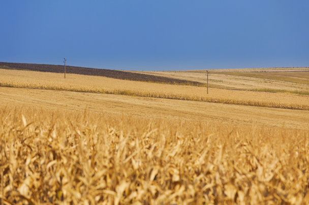 電力線と黄色の麦畑 - 写真・画像