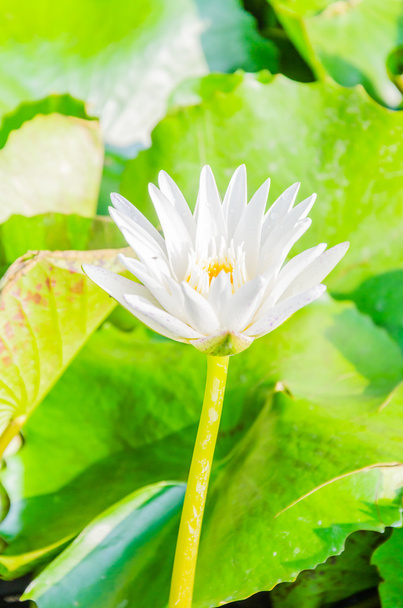 Lotus flower - Foto, immagini