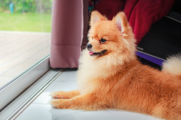 ポメラニア犬の笑顔はとてもかわいい、美しいポメラニア犬. - 写真・画像