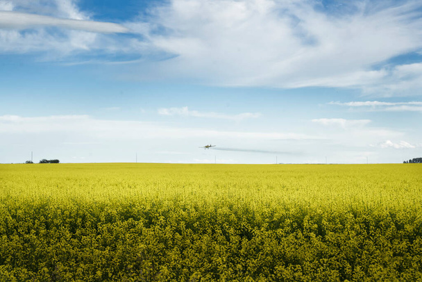 A termés porszívó repül alacsony spray egy virágzó sárga repce mező Rocky View County Kanada. - Fotó, kép