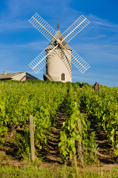 üzüm bağları ile windmill yakınındaki chenas - Fotoğraf, Görsel