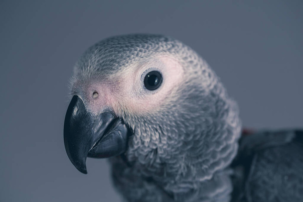 Psittacus gray parrot portrait in studio light - Photo, Image