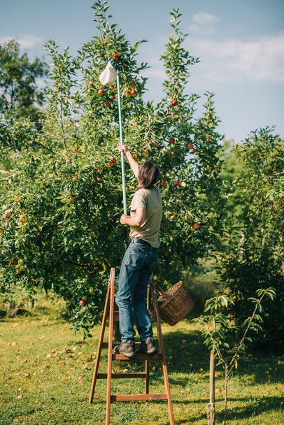 Чоловік збирає яблука з дерева
 - Фото, зображення