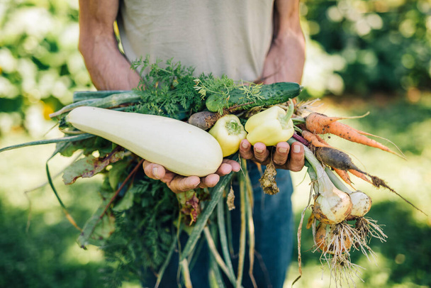 Jardineiro detentor de legumes biológicos frescos
 - Foto, Imagem