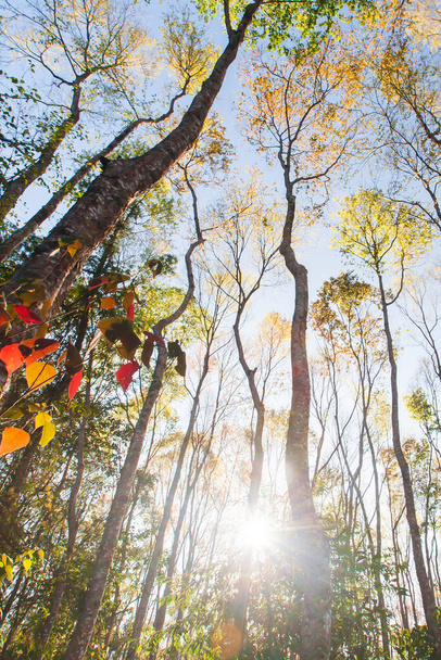 Яркий и красочный весенний лес на рассвете, солнечный луч светит сквозь ветви диких деревьев на разноцветных молодых листьях. Утренняя мотивация. Вид под низким углом. - Фото, изображение