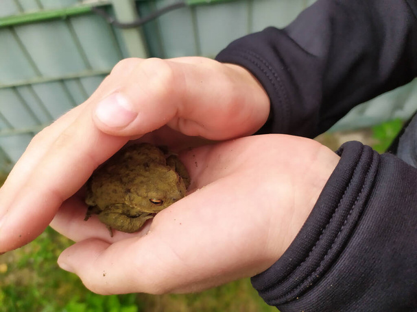 Jeune garçon tenant un crapaud vert dans ses mains d'enfant avec soin des animaux pour sauver son petit ami amphibien avec ses doigts européens dans l'étang du jardin et la peau verte comme une grenouille verte - Photo, image