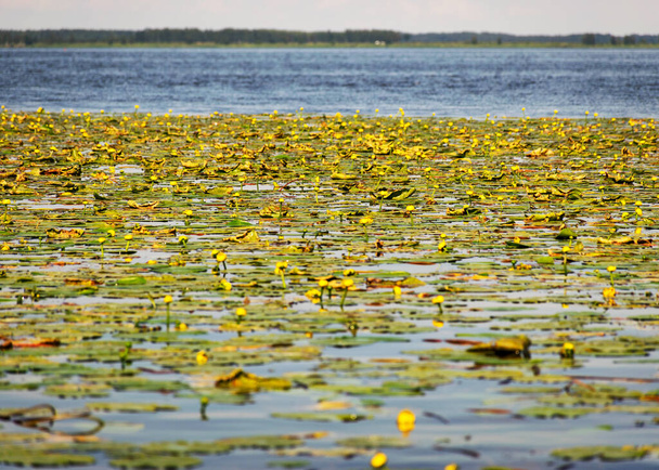 yellow water lily meadow, sunny summer day, large plain with wild water lilies, Lake Burtnieks, Latvia - Photo, Image