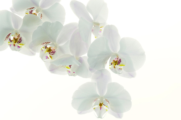 Fundo da orquídea
 - Foto, Imagem