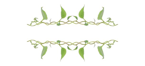 Folhas verdes moldura da natureza fronteira de hera do diabo ou pothos dourado a planta de folhagem tropical no fundo branco - Foto, Imagem
