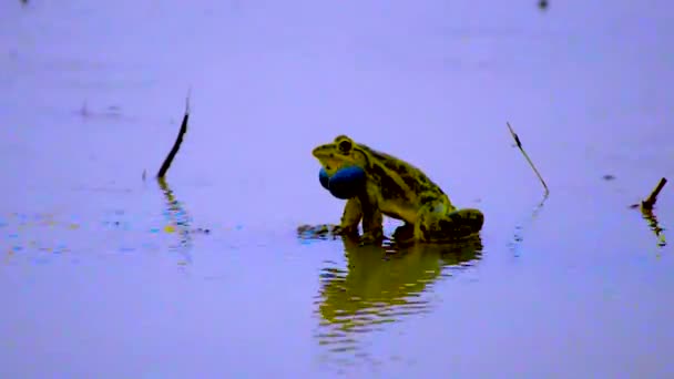 A bullfrog croaking during rainy season - Záběry, video