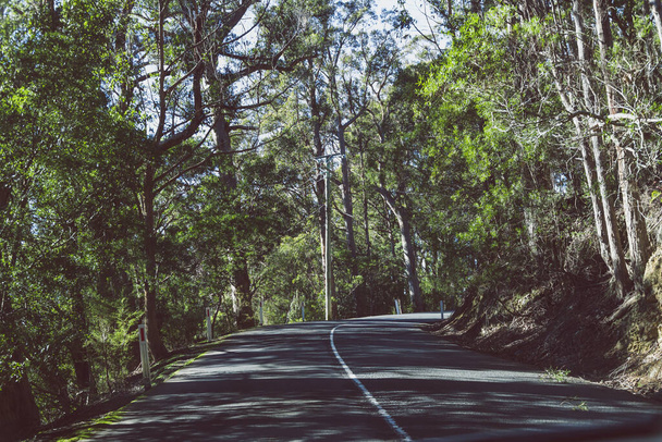 beautiful road surrounded by tall eucalyptus gum tree and Australian bush land while driving up Mount Wellington Kunanyi in Tasmania - Foto, afbeelding