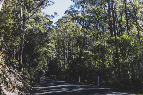 beautiful road surrounded by tall eucalyptus gum tree and Australian bush land while driving up Mount Wellington Kunanyi in Tasmania - Foto, Imagem