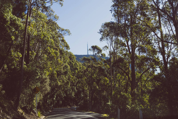 beautiful road surrounded by tall eucalyptus gum tree and Australian bush land while driving up Mount Wellington Kunanyi in Tasmania - Foto, afbeelding