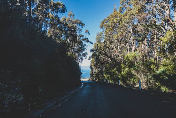 beautiful road surrounded by tall eucalyptus gum tree and Australian bush land while driving up Mount Wellington Kunanyi in Tasmania - Fotoğraf, Görsel