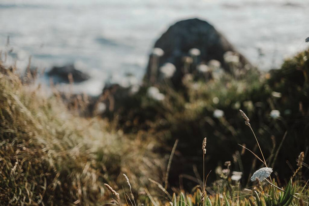 A closeup shot of a seashore with flowers with the sea on the background - Fotó, kép