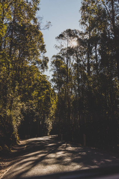 beautiful road surrounded by tall eucalyptus gum tree and Australian bush land while driving up Mount Wellington Kunanyi in Tasmania - Фото, изображение