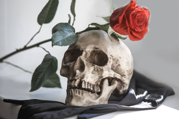 A human skull with a red rose on a gray background. Concept of love and death, Halloween, Santa Muerte-Holy death. Flower in the teeth of a skeleton. Gothic style - Foto, Imagen