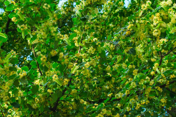 Linden bloeit op lindetakken. Linden bloemen op de boom. Achtergrond van een bloeiende lindeboom op de takken van een boom. - Foto, afbeelding