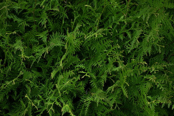 Schöne Thuja-Pflanze aus nächster Nähe. Grüne Thuja-Hecke, Hintergrund der Natur - Foto, Bild