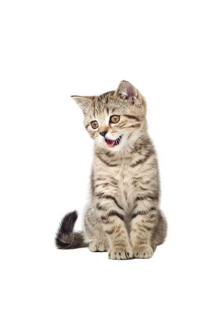 Kitten Scottish Straight meows - Φωτογραφία, εικόνα
