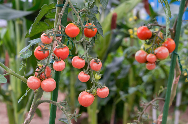 Ekologické cherry rajčatová rostlina, shluk červených zralých malých rozměrů mini rajčatových plodů. - Fotografie, Obrázek