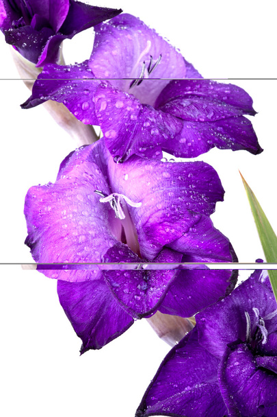 gyönyörű gladiola virág - teljesen elszigetelt fehér backgro - Фото, зображення
