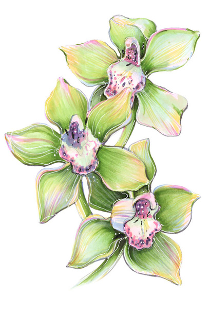 flower tropical orchid cymbidium green illustration markers colorpencils, good for logo spostcrd advertisment, social media content - Foto, Imagen